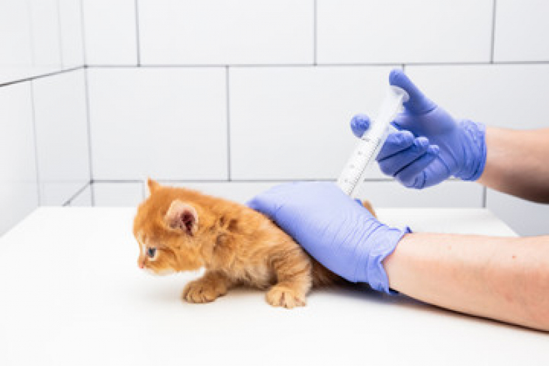 Vacina para Gato V4 Preço Taboão - Vacina de Raiva Gato