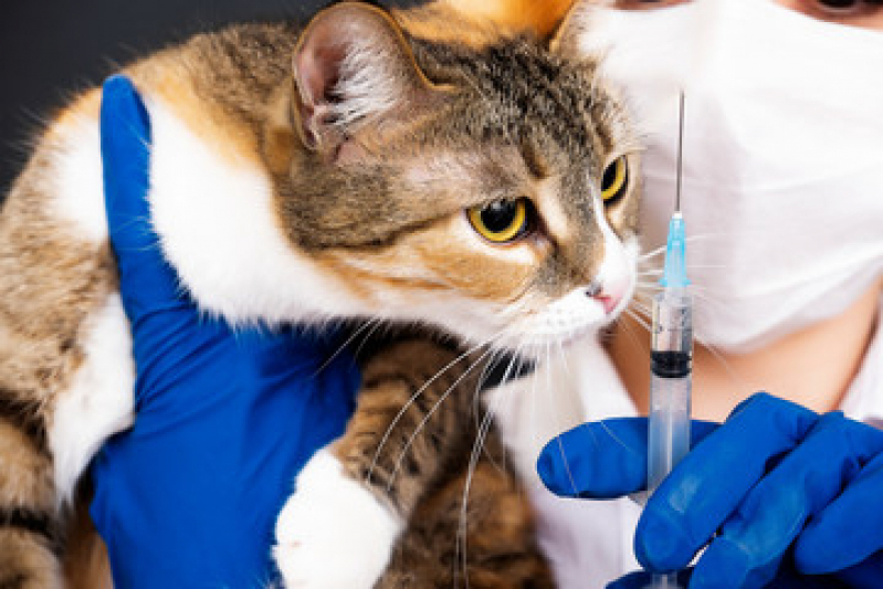 Vacina para Gato V4 São Bernado do Campo - Vacina para Gato