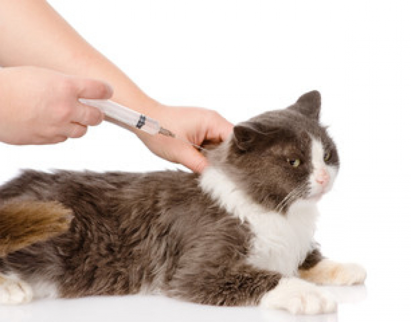 Vacina para Gato Recreio da Borda do Campo - Vacina contra Raiva para Gato