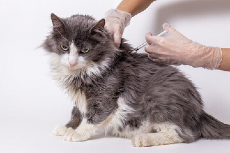 Vacina V4 para Gatos Preço Jardim Hollywood - Vacina de Raiva Gato