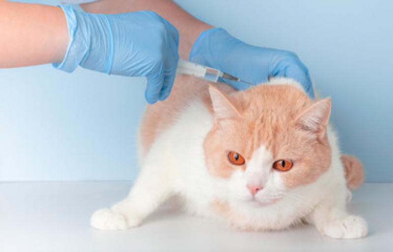 Vacina V4 para Gatos Santa Cruz - Vacina para Gato Diadema