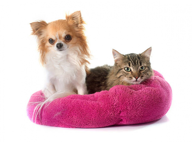 Valor de Cama de Animais Vila Vitória - Cama para Gatos