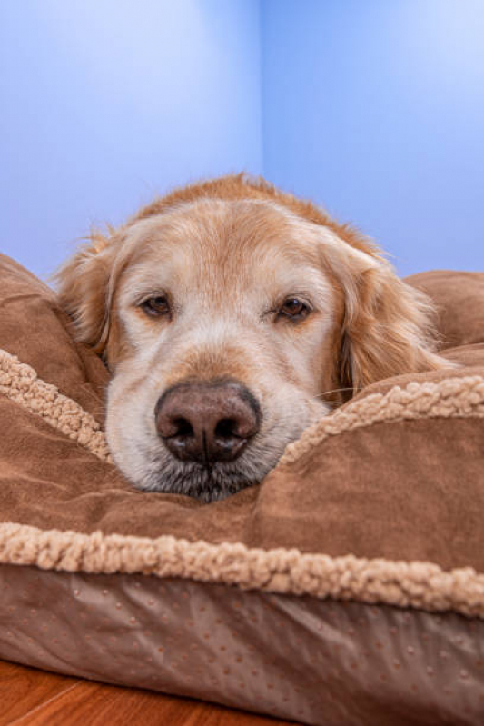 Valor de Cama para Animais Santa Cruz - Cama Relaxante para Cachorros