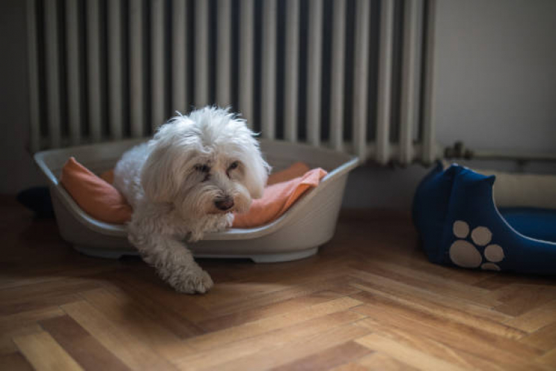 Valor de Cama Pet Cachorro Condomínio Maracanã - Cama para Animais