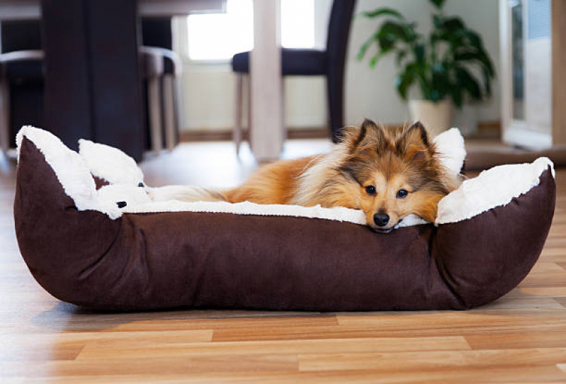 Valor de Cama Relax Cachorro Parque Espacial - Cama Relaxante para Cães