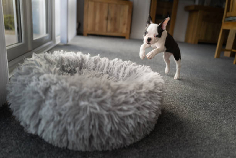 Valor de Cama Relaxante para Cachorro Diadema - Cama Pet Cão