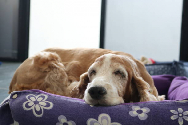 Valor de Cama Relaxante para Cachorros São José - Cama Relaxante para Cães