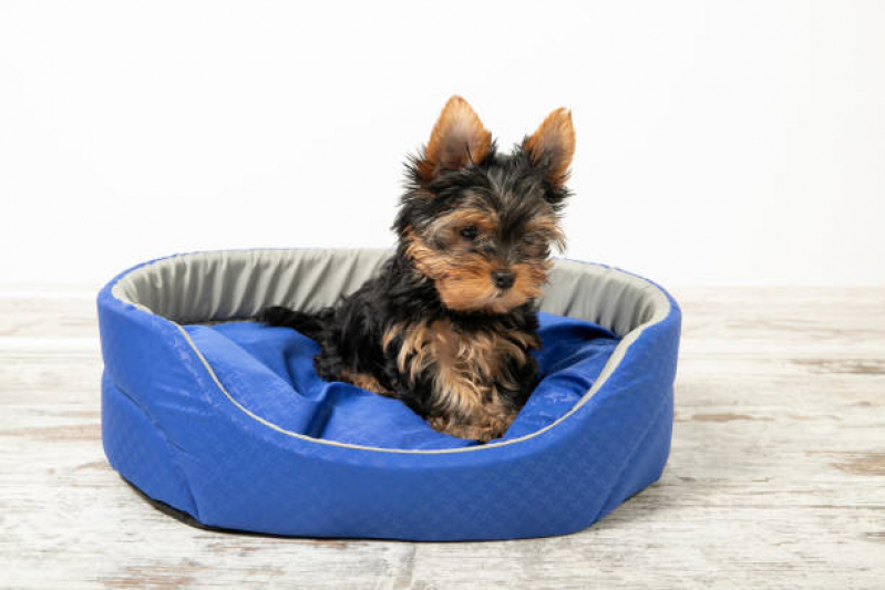 Valor de Cama Relaxante para Cães Condomínio Maracanã - Cama de Animais