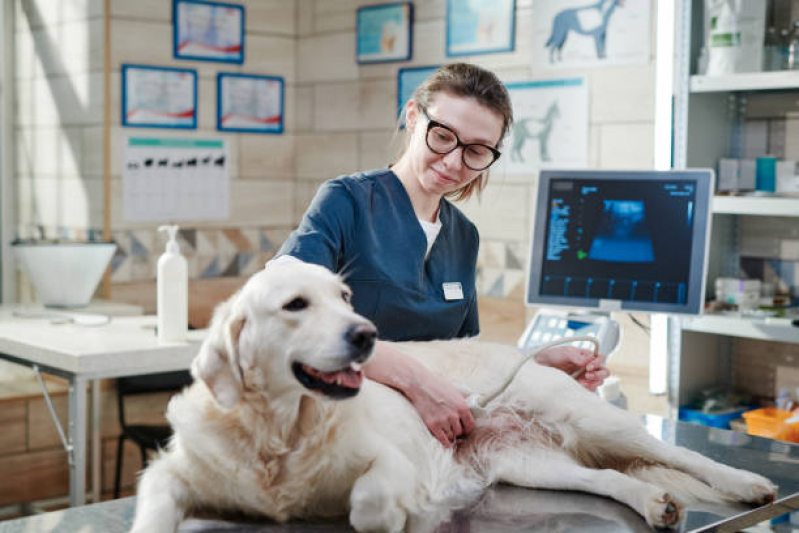 Valor de Exame de Ultrassom Abdominal para Cachorro Demarchi - Exame de Ultrassom para Cachorro