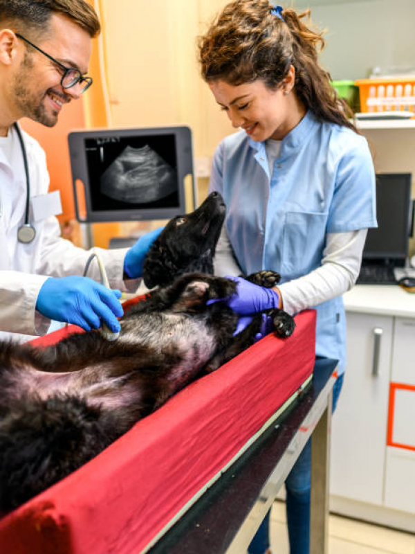 Valor de Exame de Ultrassom Cachorro Vila Tibiriçá - Exame de Ultrassom Abdominal para Cachorro