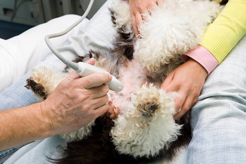 Valor de Exame de Ultrassom Gato Industrial - Exame de Ultrassom Abdominal Cão