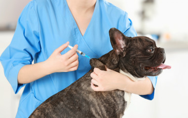 Valor de Vacina Antirrábica Cachorro Parque Marajoara - Vacina para Cachorro Filhote