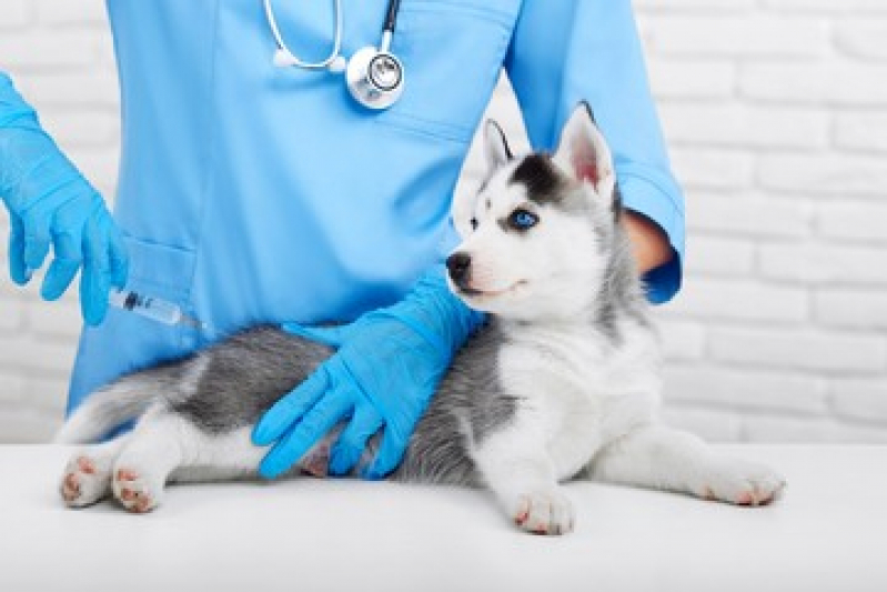 Valor de Vacina Antirrábica Canina Alves Dias - Vacina para Cachorro São Bernardo do Campo