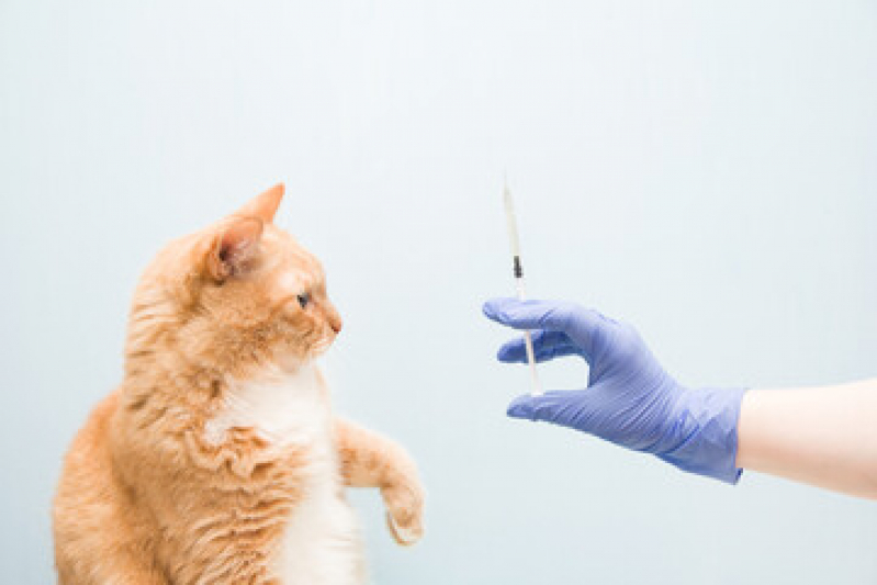 Valor de Vacina Antirrábica Gato São Paulo - Vacina de Raiva Gato