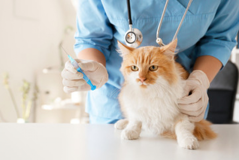 Valor de Vacina Antirrábica para Gato Av. Kennedy - Vacina V4 para Gatos
