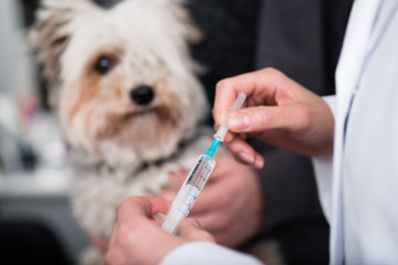 Valor de Vacina Cachorro Filhote Rio Pequeno - Vacina de Raiva para Cachorro