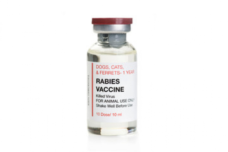Valor de Vacina contra Raiva Gato Pinheirinho - Vacina para Gato