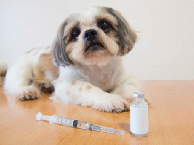 Valor de Vacina contra Raiva para Cachorro Parque Jaçatuba - Vacina para Cachorro Filhote