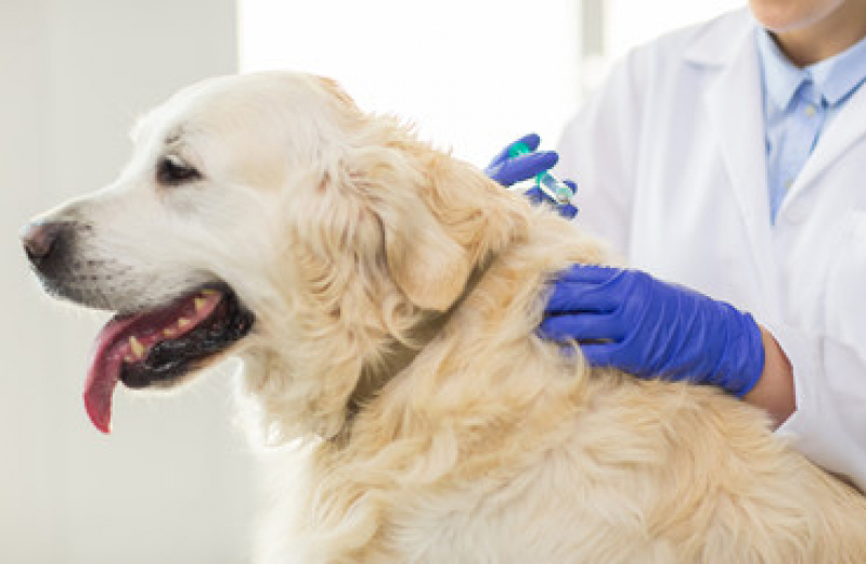 Valor de Vacina da Raiva Cachorro Jardim Chacara Inglesa - Vacina para Cachorro