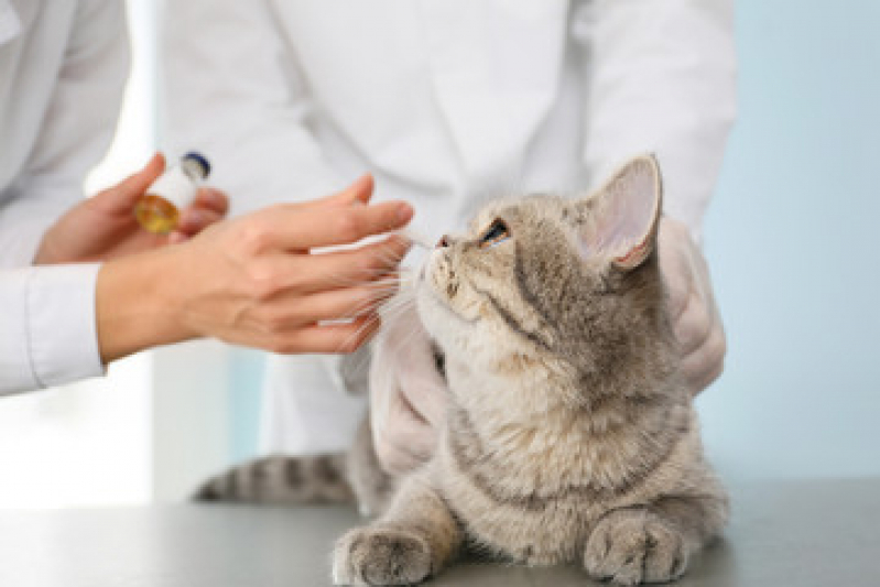 Valor de Vacina de Gato V4 Nova Gerty - Vacina Gato Filhote