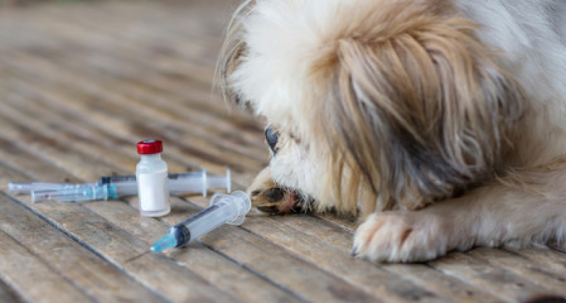 Valor de Vacina de Gripe para Cachorro Jardim Chacara Inglesa - Vacina contra Raiva Cachorro