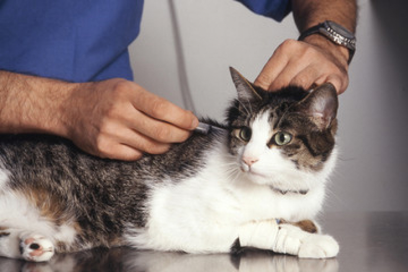Valor de Vacina de Raiva Gato Paulicéia - Vacina para Gato V4