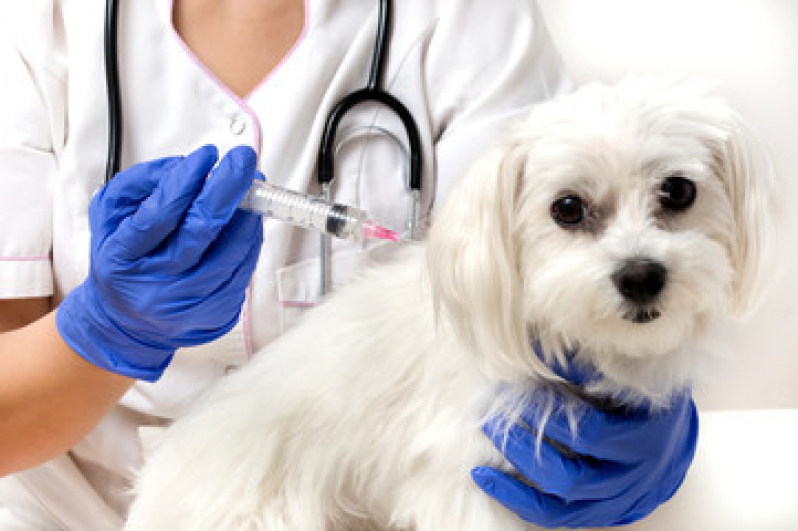 Valor de Vacina de Raiva para Cachorro Nova Gerty - Vacina para Cachorro Filhote