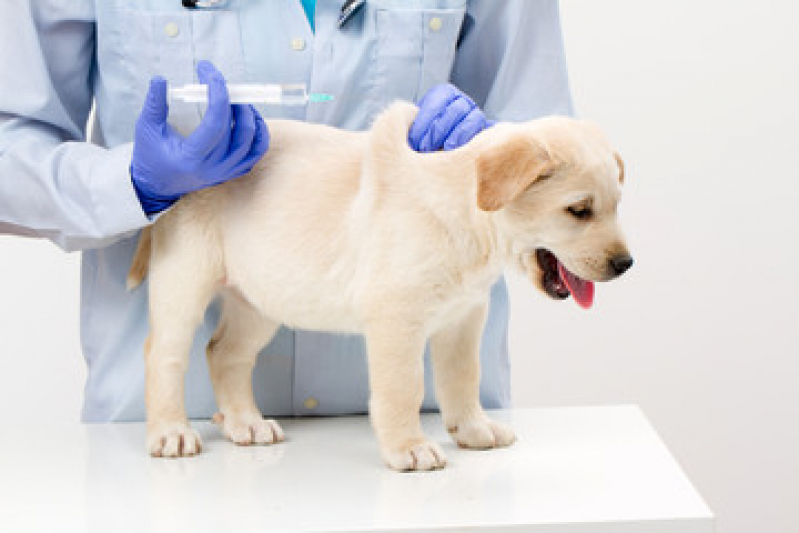 Valor de Vacina para Filhote de Cachorro São Paulo - Vacina contra Raiva Cachorro