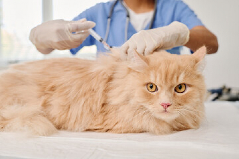 Valor de Vacina para Filhote de Gato Parque Erasmo Assunção - Vacina V4 para Gatos