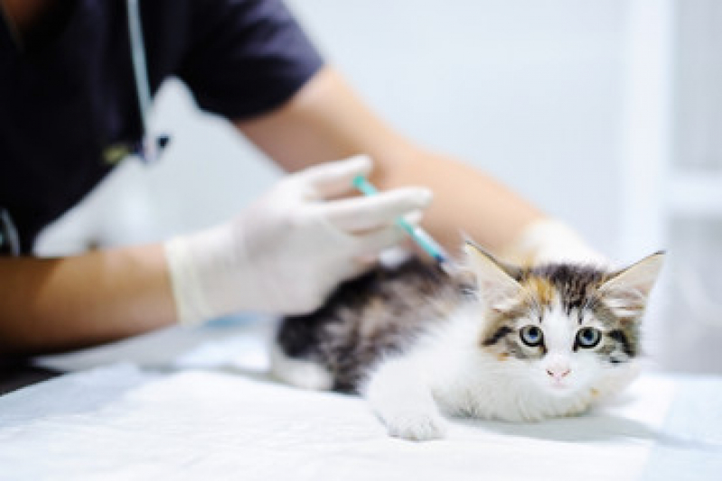 Valor de Vacina para Gato Filhote Parque dos Pássaros - Vacina de Raiva Gato