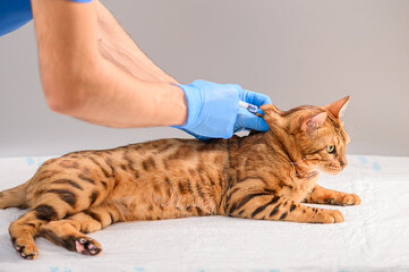 Valor de Vacina para Gato V4 Centro - Vacina contra Raiva Gato