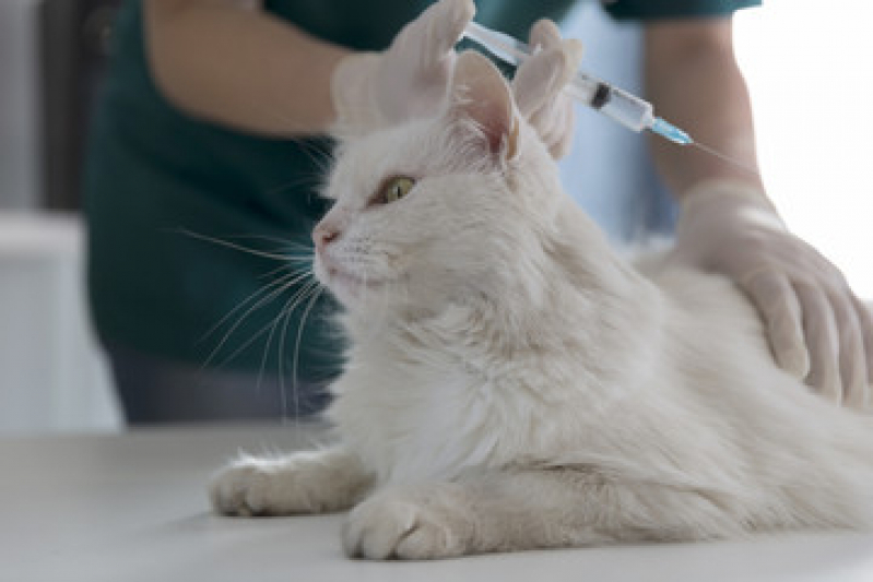 Valor de Vacina para Gato Três Divisas - Vacina Gato Filhote