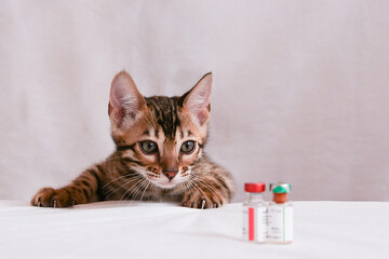 Valor de Vacina V4 para Gatos Ipiranga - Vacina Gato Filhote
