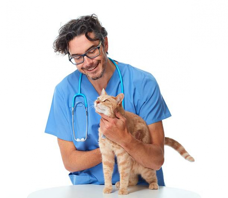 Veterinário Especialista em Gatos Contato Capivari - Veterinário Especialista em Gatos