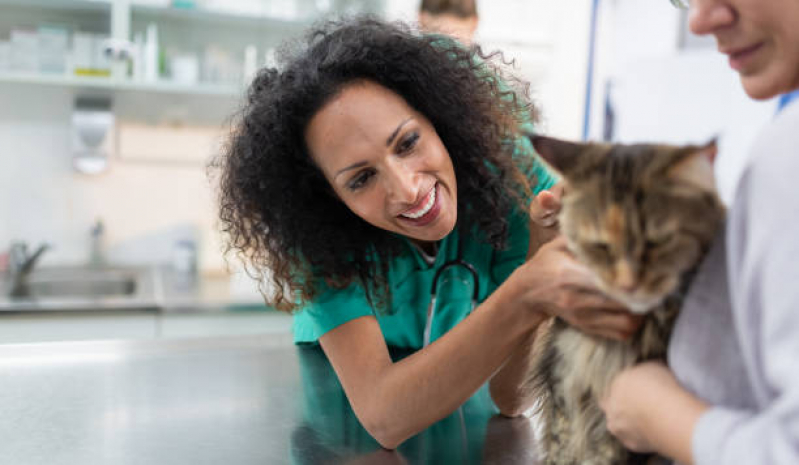 Veterinário Especialista em Gatos Rio Pequeno - Veterinário de Animais